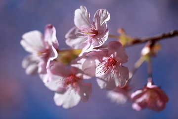 Cherry blossoms are coming out here and there.