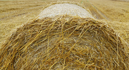 A bale of straw close-up,autumn harvest of grain.