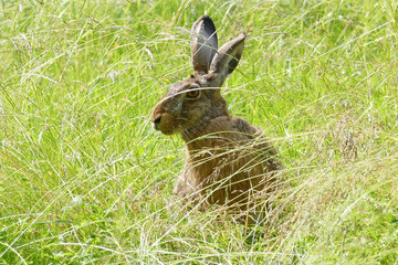 rabbit in the grass