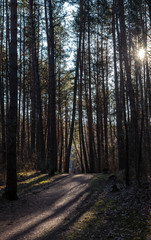 Shadows in the woods