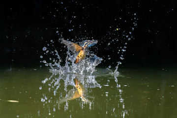 flying and diving kingfisher