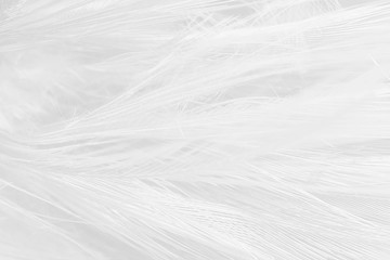 Beautiful white feather wooly pattern texture background