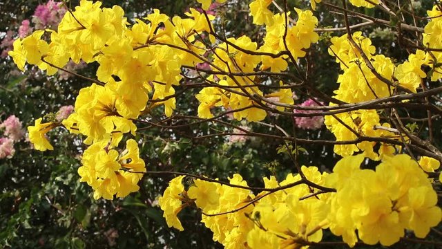 Yellow flowers are swaying by the wind. Common name Golden trumpet tree, Scientific name Tabebuia chrysotricha (Mart. ex DC.) Standl.