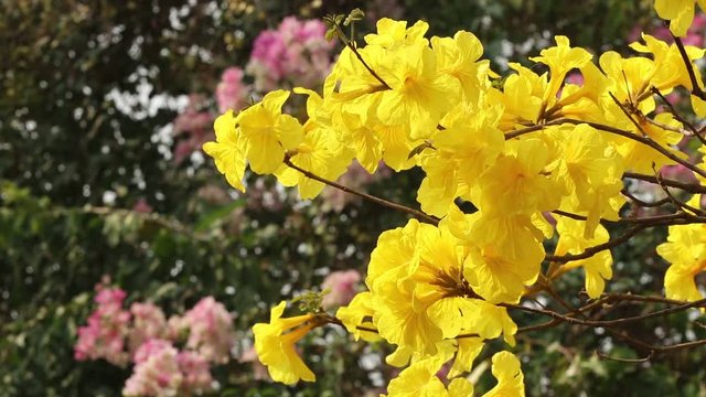 Yellow flowers are swaying by the wind. Common name Golden trumpet tree, Scientific name Tabebuia chrysotricha (Mart. ex DC.) Standl.