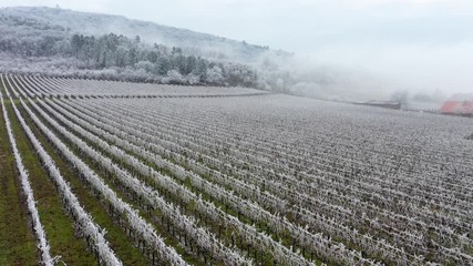 Winter frosty vineyard landscape covered by white flake ice near Harkany