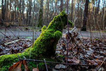 A mossy stump