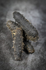 dried sea-cucumber