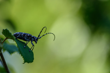 Japanese Longhorn beetle