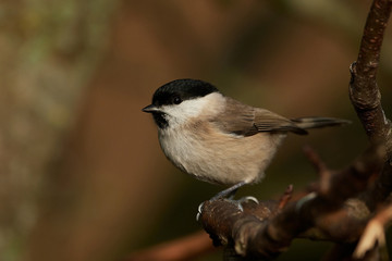 Obraz premium Marsh tit (Poecile palustris)