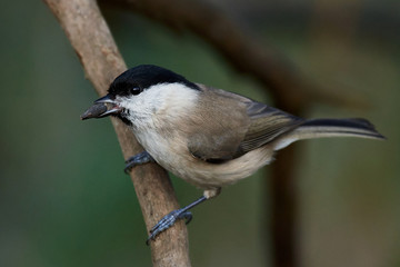 Obraz premium Marsh tit (Poecile palustris)