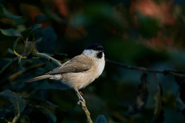 Marsh tit (Poecile palustris)