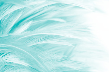 Beautiful green turquoise vintage color trends feather pattern texture background