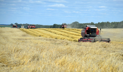 Fototapeta premium A group of harvesters working in a wheat field, summer harvest of grain.