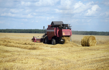 Combine works on a wheat field, harvesting.