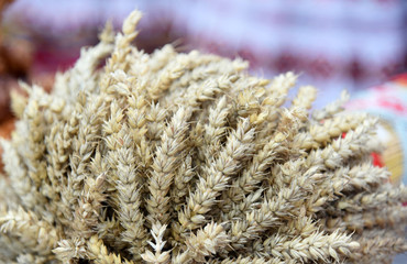 Ears of wheat are gathered together,close-up,blurred background.