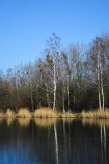 picturesque reflection of trees in the lake surface