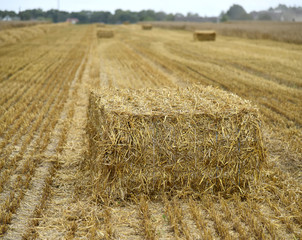 Straw bales in the field, harvesting.