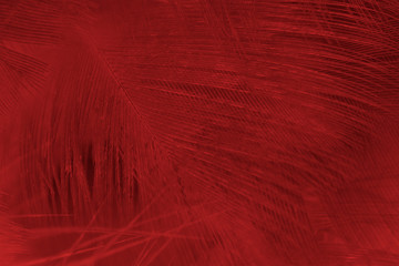 Beautiful dark red maroon feather pattern  texture background