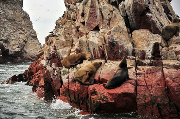 Island Ballestas. Animal world and red stones.