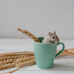 Little mouse in a cup and ears of wheat.