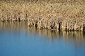 grass and ice border