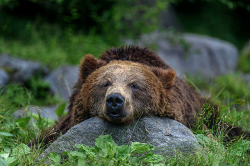 Obraz na płótnie Canvas sleepy japanese brown bear higuma portrait