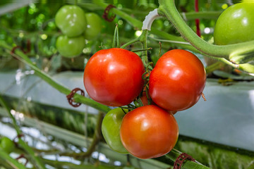 Large tomatoes on a branch in the greenhouse. Production farming.