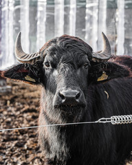 Water buffalo behind a fence in a pasture in front of their hut