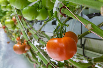 Large tomatoes on a branch in an industrial greenhouse. The production of the farm.