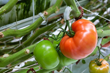 Large tomatoes on a branch in an industrial greenhouse. The production of the farm.