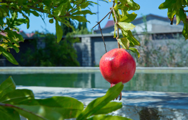 Red ripe pomegranates on the tree. Blurred garden at the pool background.Ripe pomegranate fruit on tree branch .