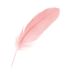 quill, drawing, graphic, abstract, angel, art, backdrop, background, beautiful, bird, close up, color, colorful, coral, design, dream, feather, flamingo, floating, fluffy, fur, ink, isolated, light, l
