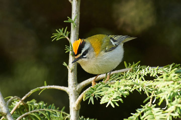 Common firecrest (Regulus ignicapilla)
