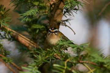 Common firecrest (Regulus ignicapilla)