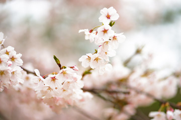 Obraz premium pink cherry blossom in korea