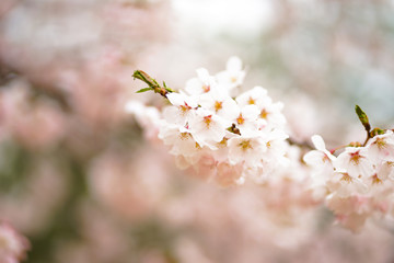 pink cherry blossom in korea