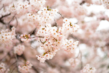 pink cherry blossom in korea