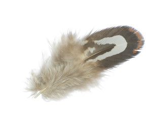 Beautiful feather isolated on white background