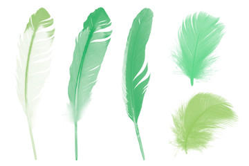 Beautiful collection green  colors tone feather isolated on white background ,trends color