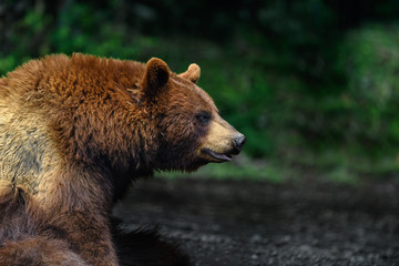 Japanese brown bear Higuma portrait