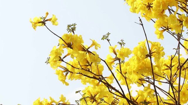Yellow flowers are swaying by the wind. Common name Golden trumpet tree, Scientific name Tabebuia chrysotricha (Mart. ex DC.) Standl.
