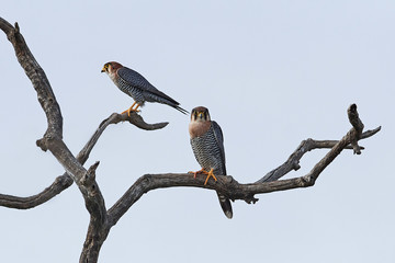 Red-necked falcon (Falco chicquera)