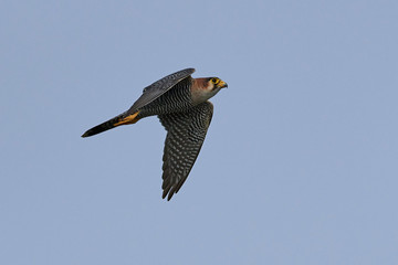 Red-necked falcon (Falco chicquera)
