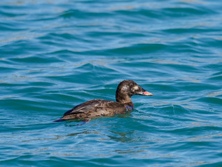 海辺を泳ぐビロードキンクロ