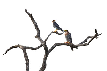 Red-necked falcon (Falco chicquera)