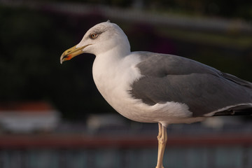 Obraz premium zutrauliche Möve