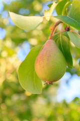 Mature pears hanging on a tree branch in the Summer garden