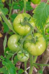 Green tomatoes hang in a bunch and ripen in a greenhouse