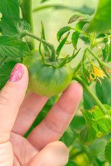 Woman's hand holding a green tomato on a branch in the greenhouse