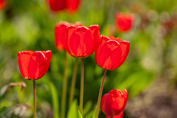 Obraz premium Very beautiful red tulips that grow in my garden.